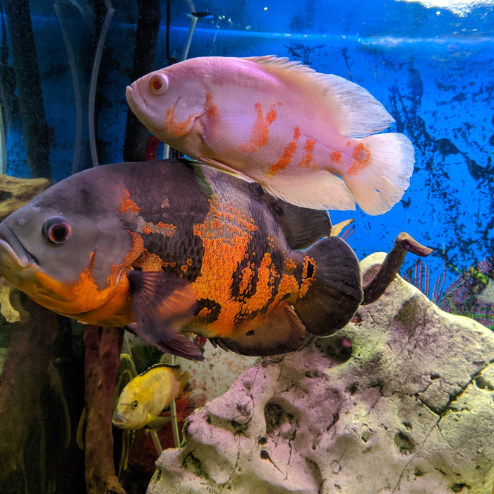 10 Questions avant d'acheter un aquarium ou des poissons