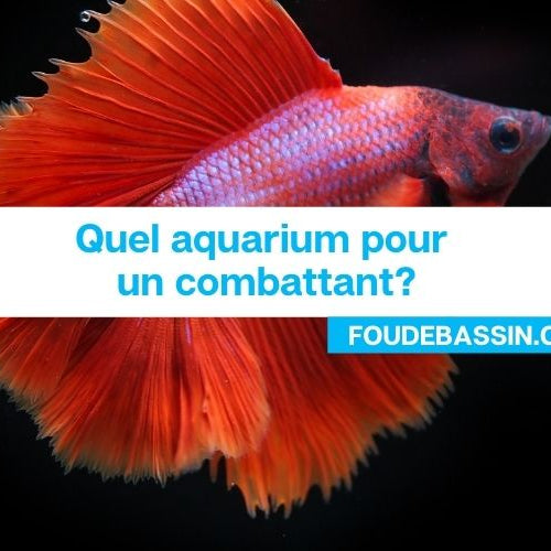 Quel aquarium pour un combattant?