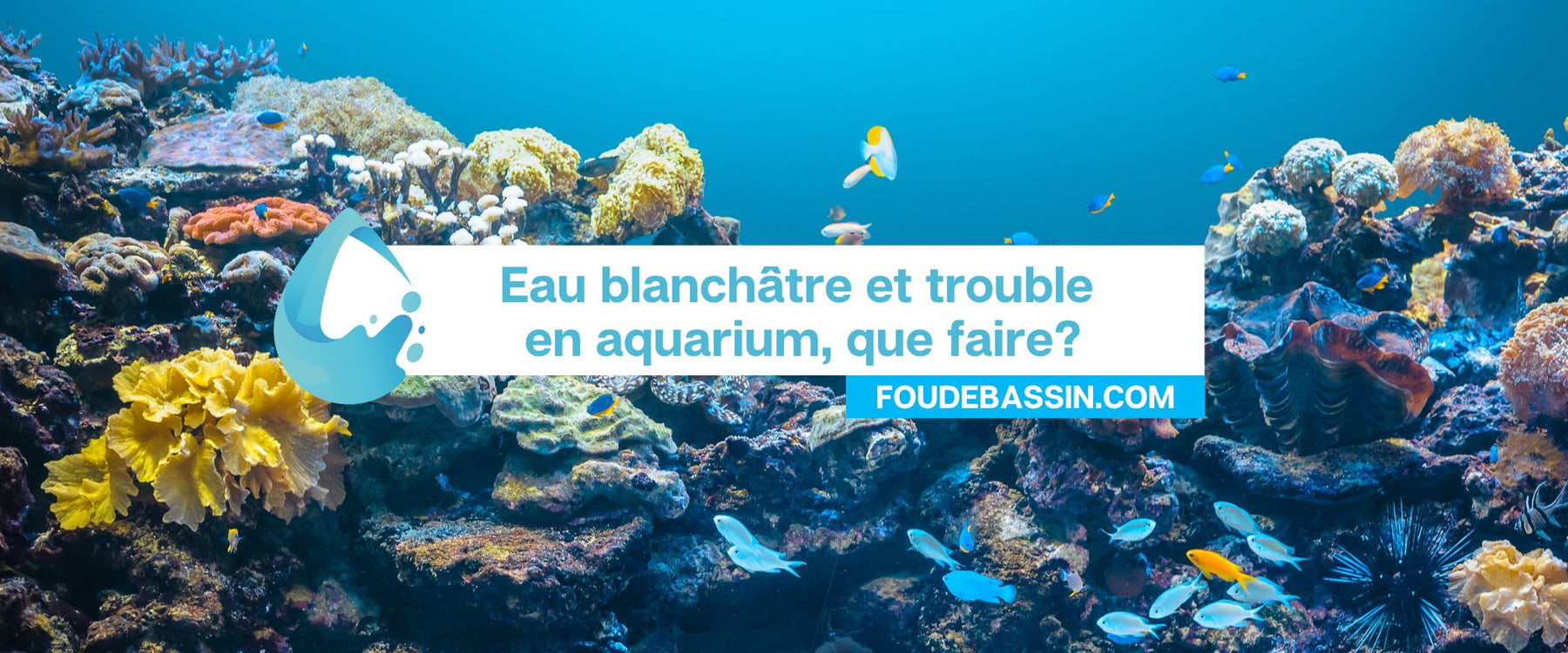 Eau blanchâtre et trouble en aquarium, que faire?
