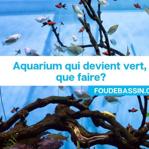 Aquarium qui devient vert, que faire?