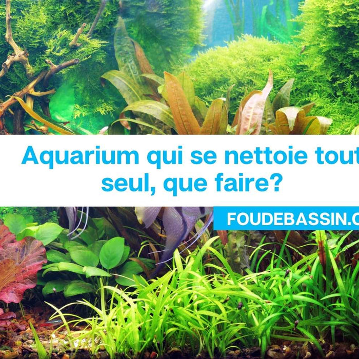 Aquarium qui se nettoie tout seul, que faire?