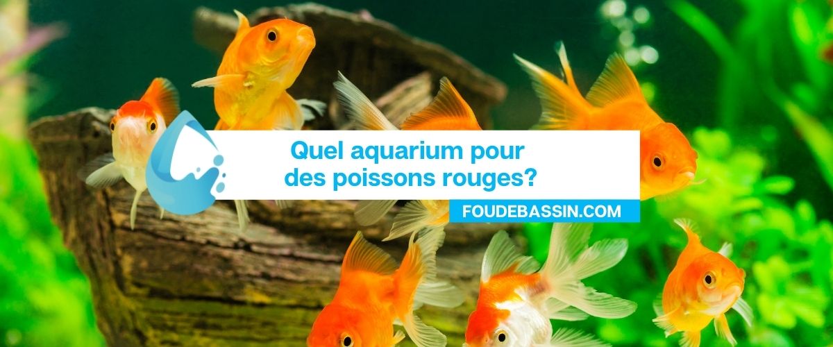 Quel aquarium pour des poissons rouges?