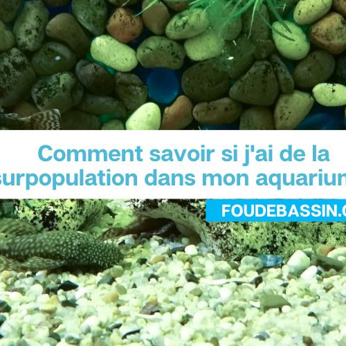 Comment savoir si j'ai de la surpopulation dans mon aquarium?