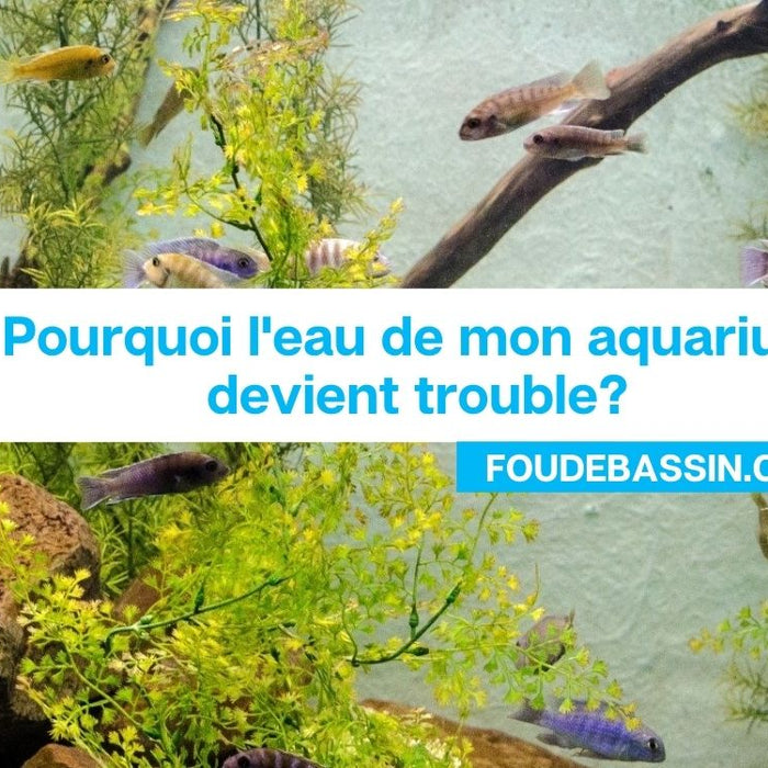 Pourquoi l'eau de mon aquarium devient trouble?