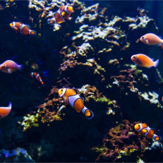 Comment contrôler l’eau d’un aquarium ?