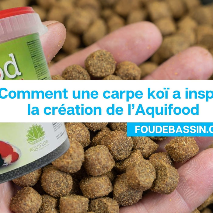 🌈 Sous l'Écaille de Nounours : Comment une Carpe Koï a Inspiré Aquifood, le Secret de Vitalité de Votre Bassin 🐠💦
