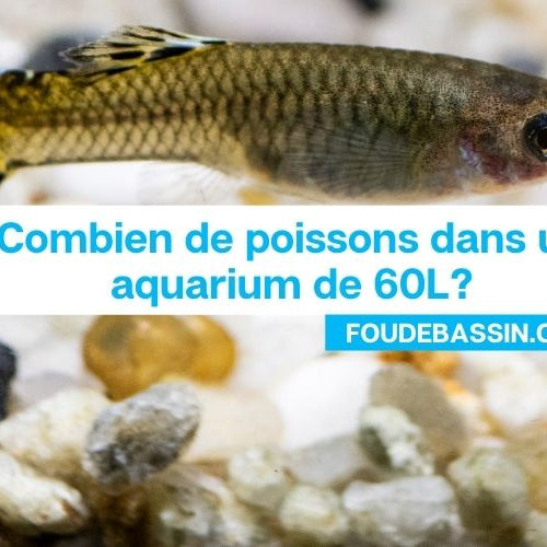 Combien de poissons dans un aquarium de 60L?