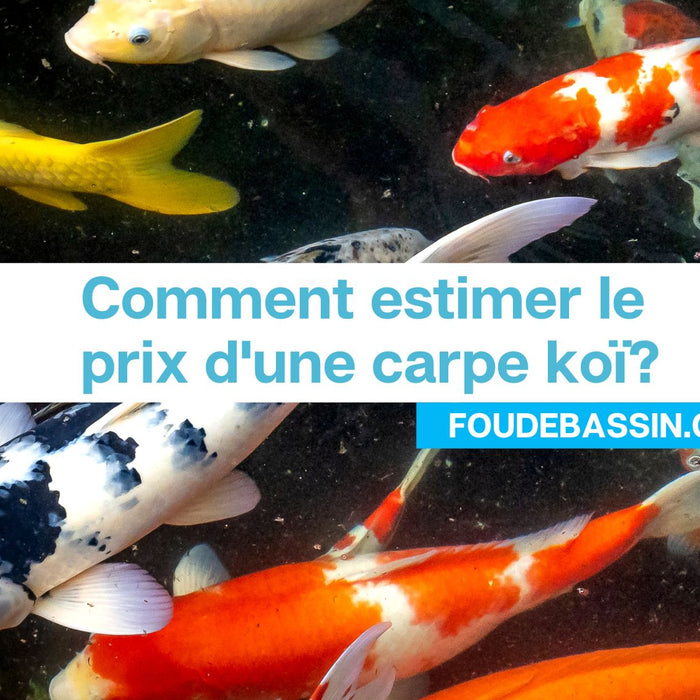 Comment estimer le prix d'une carpe koï?