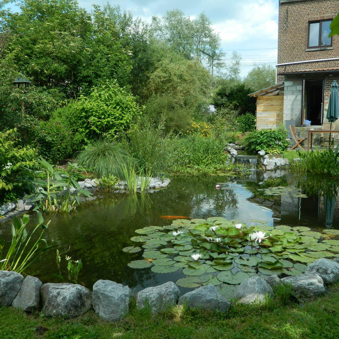 Quelques idées originales pour construire un bassin de jardin