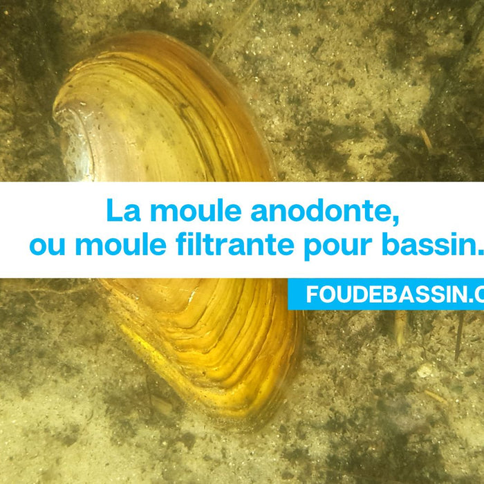 La moule anodonte, ou moule filtrante pour bassin.
