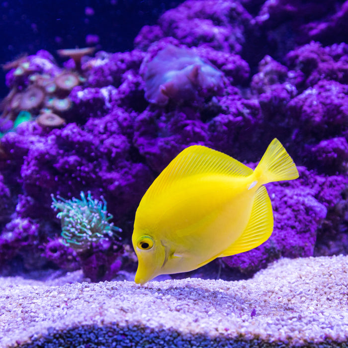 Comprendre le mécanisme de filtration en aquarium