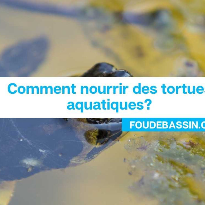 Comment nourrir des tortues aquatiques?