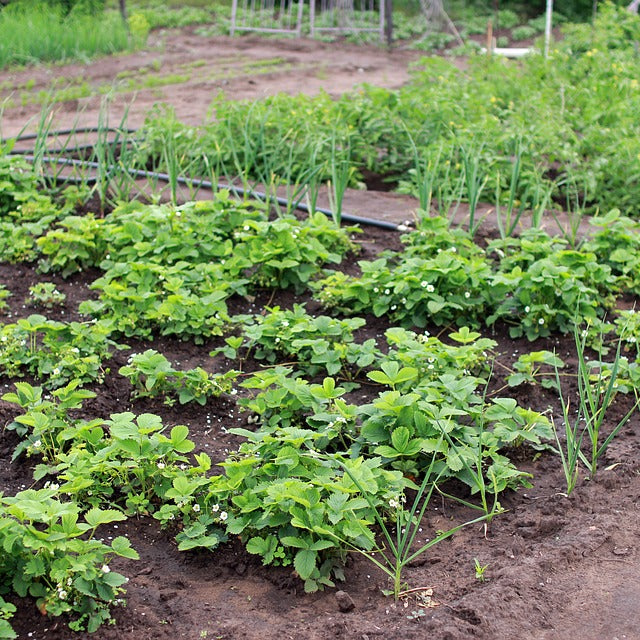 Comment organiser son jardin potager?