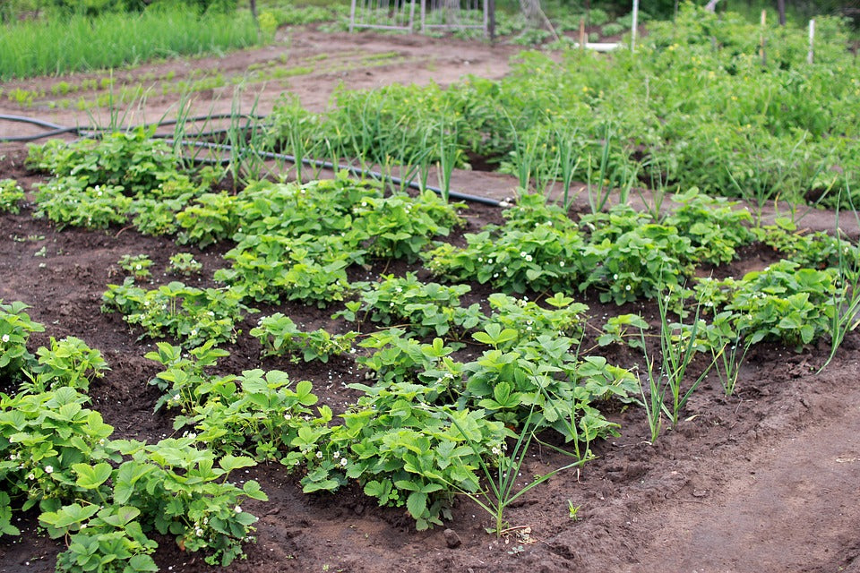 Comment organiser son jardin potager?