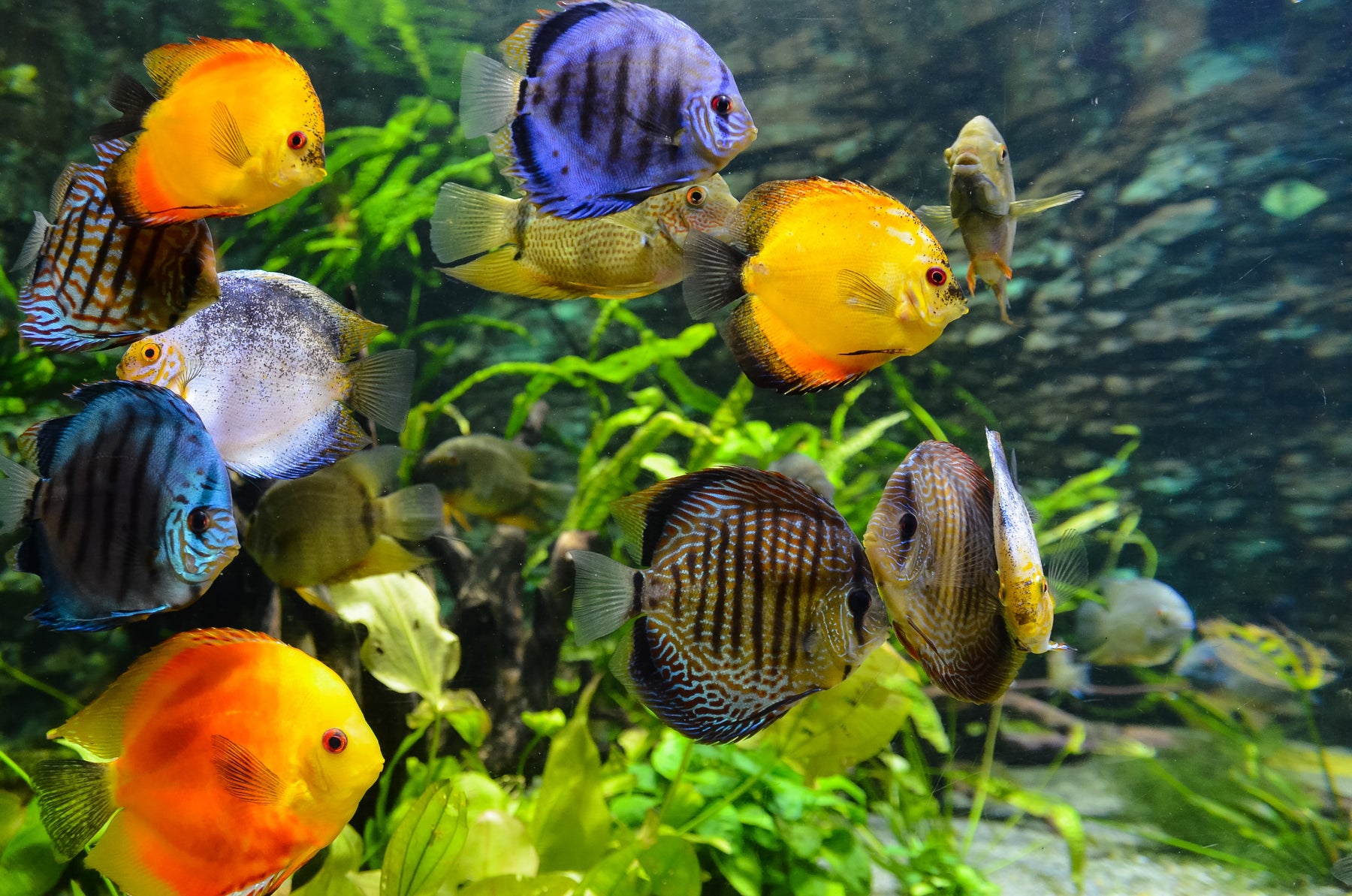 Comment bien entretenir son aquarium?