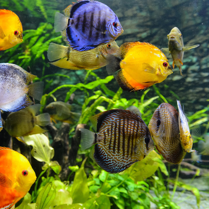 Comment bien entretenir son aquarium?