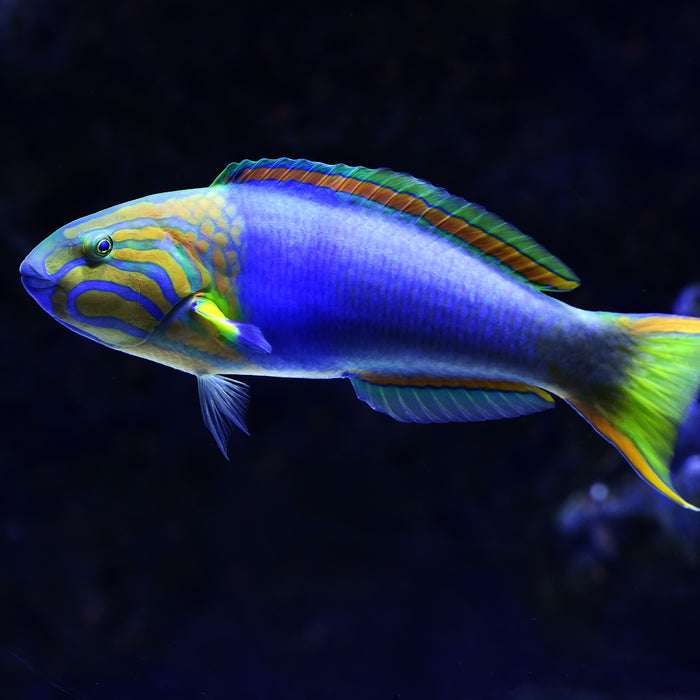 Les maladies que nous pouvons attraper par notre aquarium