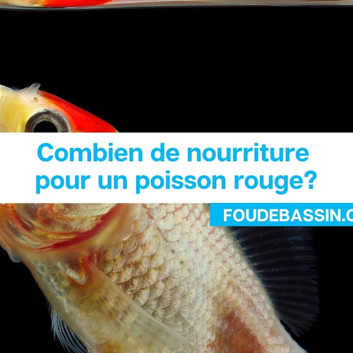 Combien de nourriture pour un poisson rouge?