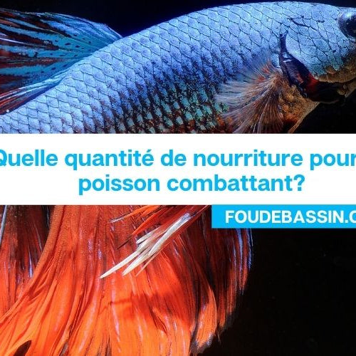 Quelle quantité de nourriture pour un poisson combattant?