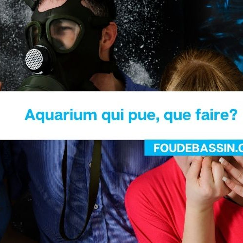 Aquarium qui pue, que faire?