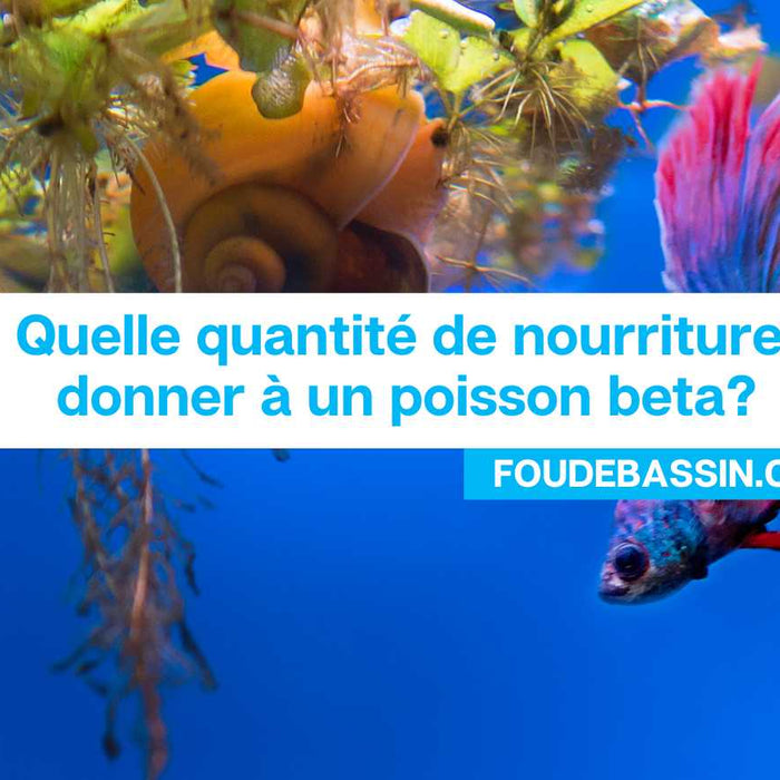 Quelle quantité de nourriture donner à un poisson beta?