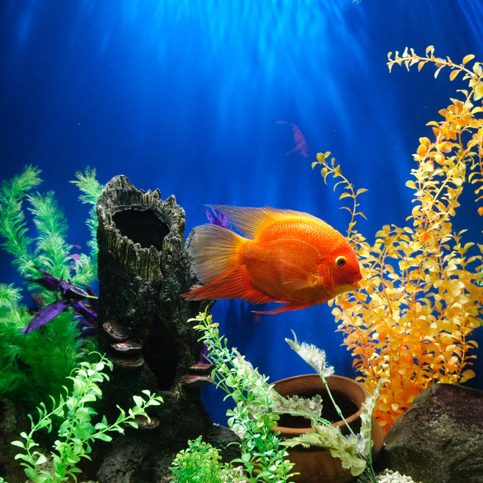 Comment faire pour déménager avec un aquarium