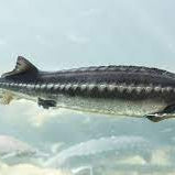 Que mange un esturgeon? Quelle nourriture pour un esturgeon?