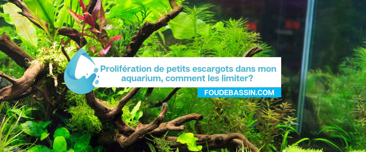 Prolifération de petits escargots dans mon aquarium, comment les limiter?