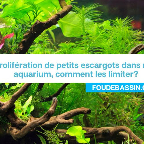 Prolifération de petits escargots dans mon aquarium, comment les limiter?