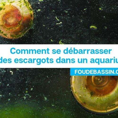 Comment se débarrasser des escargots dans un aquarium?