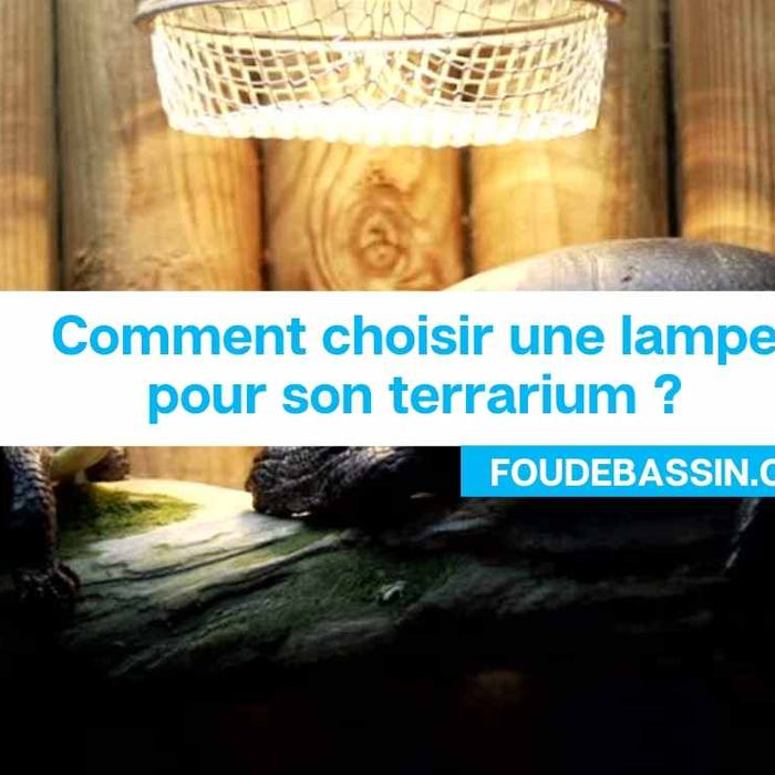 Comment choisir une lampe pour son terrarium ?