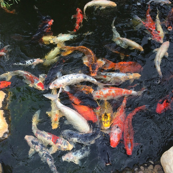 Mes poissons (koïs) sont malades et se frottent. Que faire?