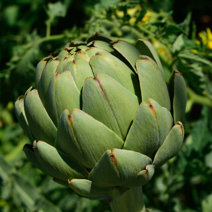 Quels engrais bio utiliser dans le jardin?