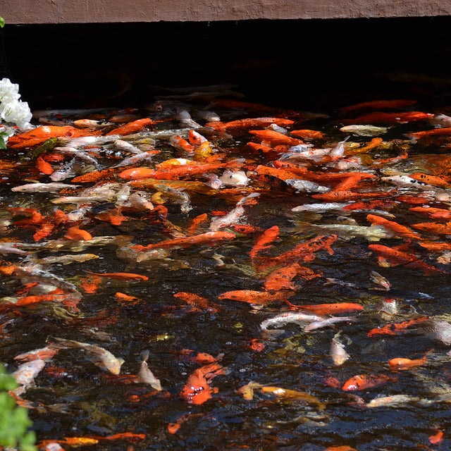 Pourquoi mes carpes koïs mangent mes plantes et mes nénuphars?