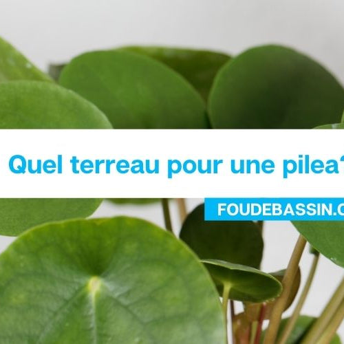 Quel terreau pour une pilea?