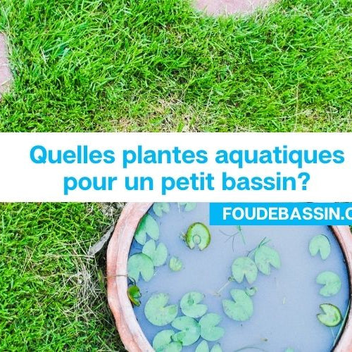 Quelles plantes aquatiques pour un petit bassin?