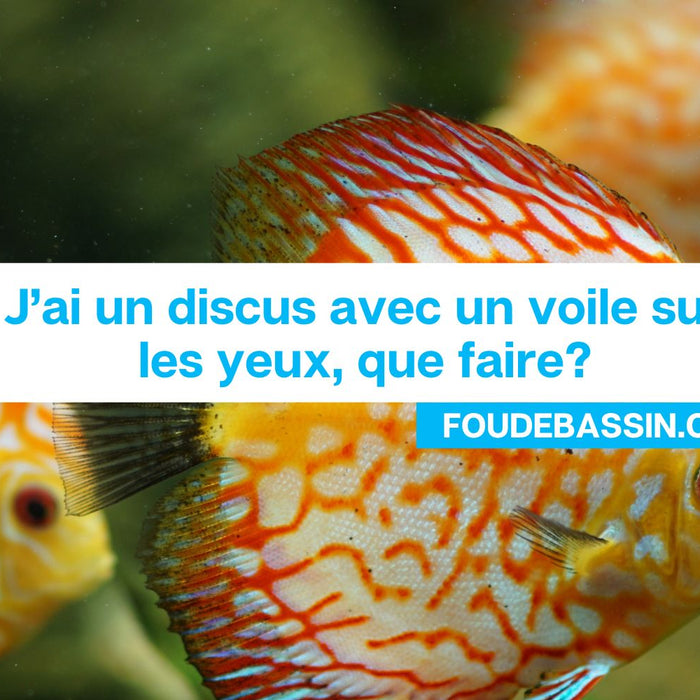 J'ai un discus qui a un voile sur les yeux, est-ce que je peux le mettre dans un bain avec du sel?