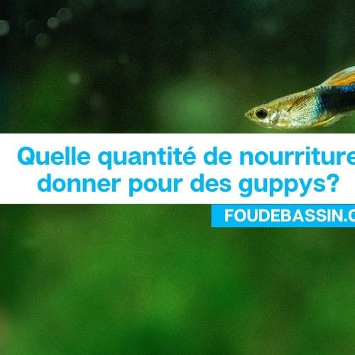 Quelle quantité de nourriture donner pour des guppys?