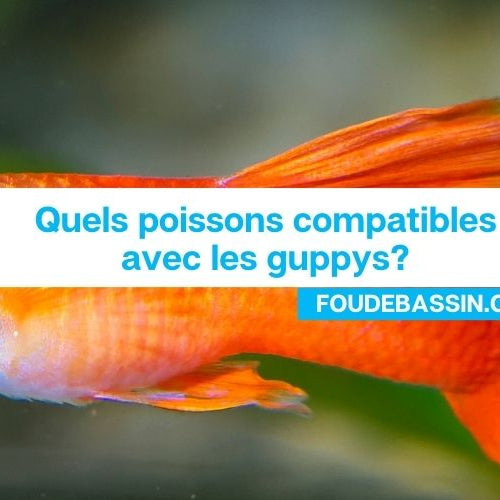 Quels poissons compatibles avec les guppys?