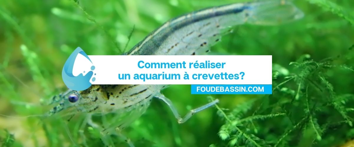 Comment réaliser un aquarium à crevettes?