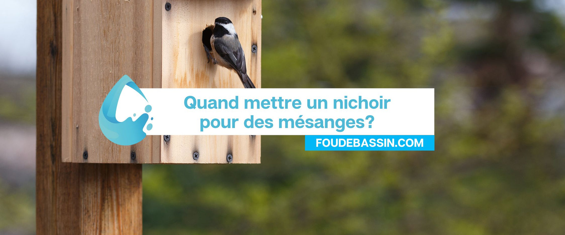 Quand mettre un nichoir pour des mésanges? A quelle période?