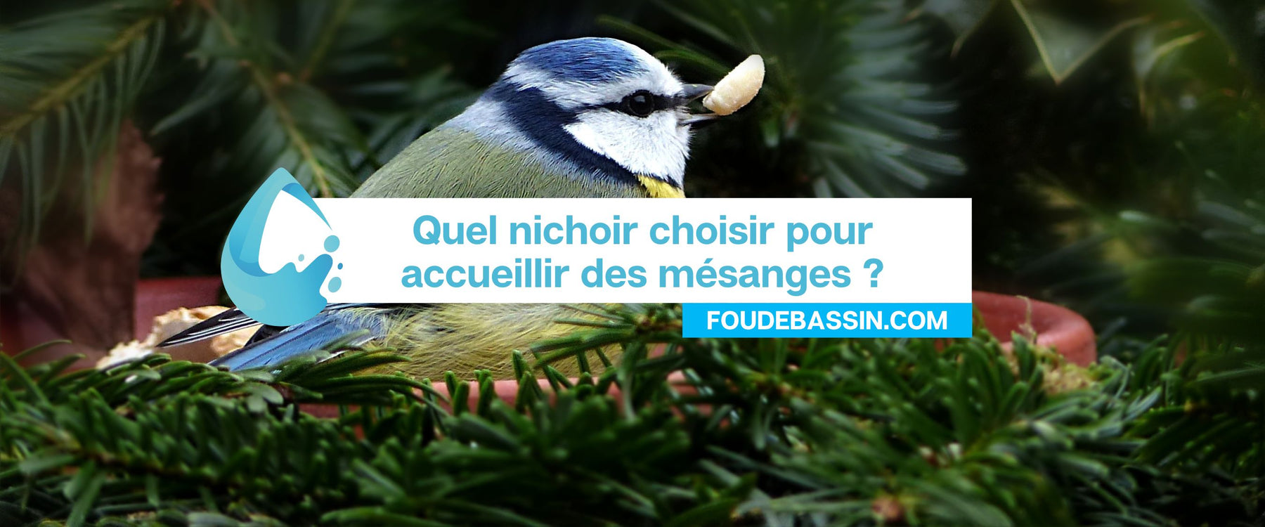 Quel nichoir pour les mésanges? Comment choisir?