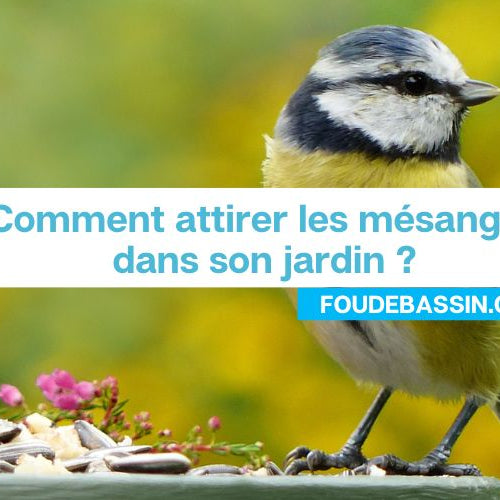 Comment attirer les mésanges dans son jardin ?