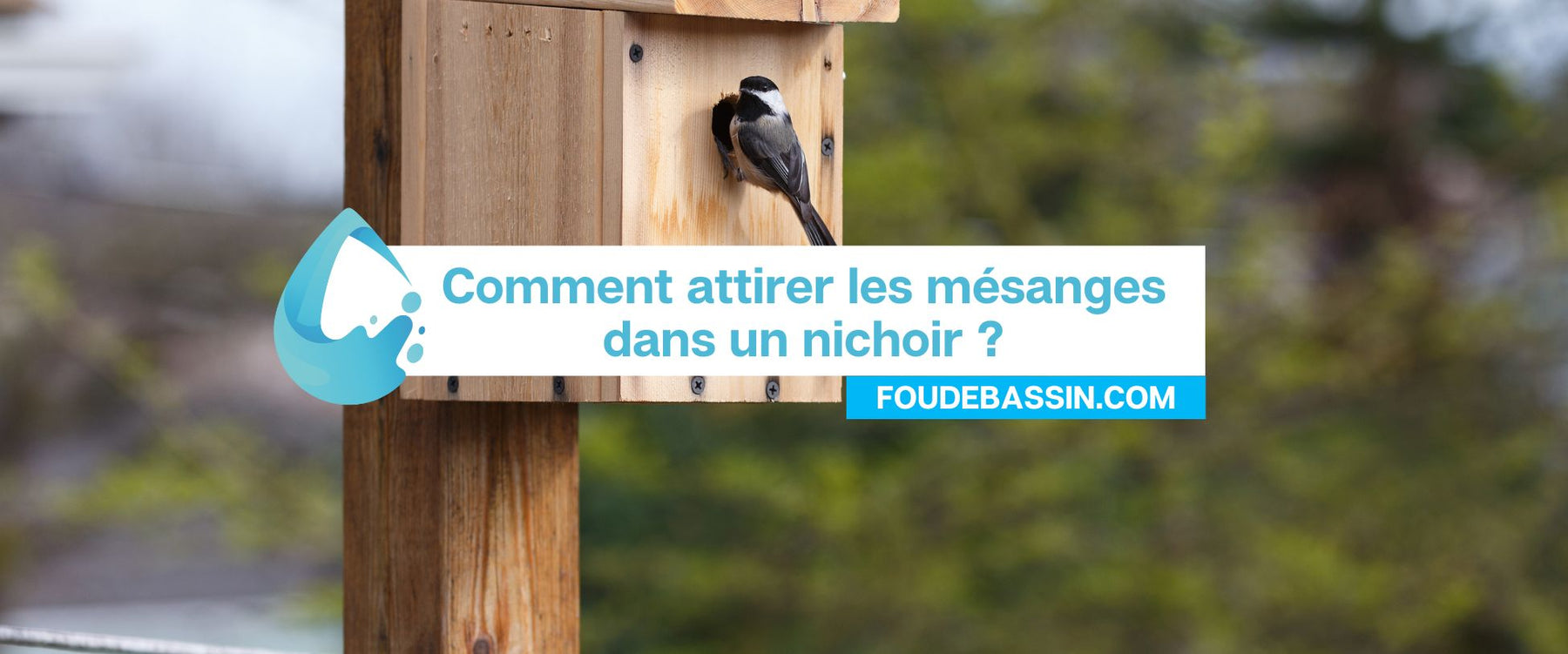 Comment attirer les mésanges dans un nichoir ?