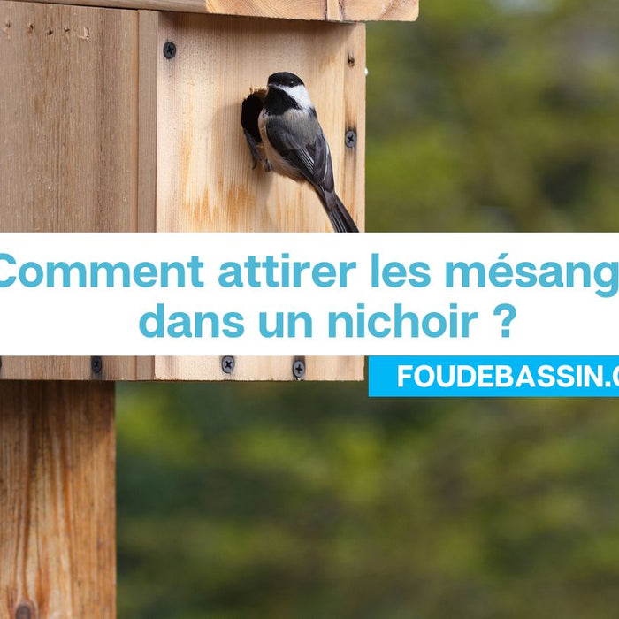 Comment attirer les mésanges dans un nichoir ?