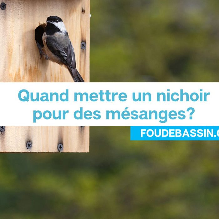 Quand mettre un nichoir pour des mésanges? A quelle période?