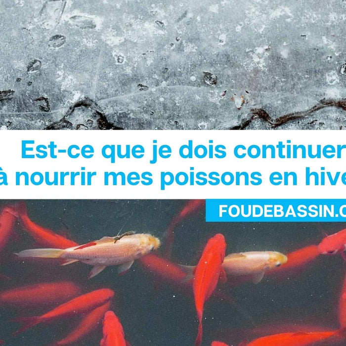 Est-ce que je dois continuer à nourrir mes poissons en hiver?