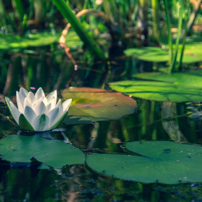 Comment créer l’équilibre d’un bassin?