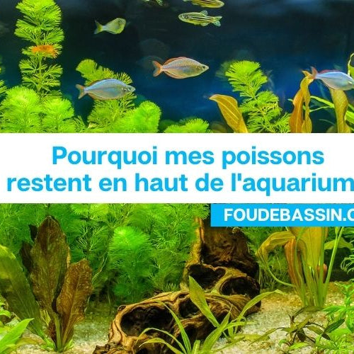 Pourquoi mes poissons restent en haut de l'aquarium?