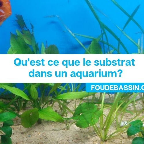 Qu'est ce que le substrat dans un aquarium?